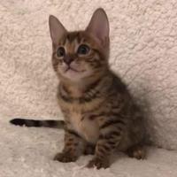 Cuccioli di gatto Bengala