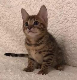 Cuccioli di gatto Bengala
