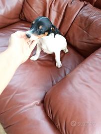 Jack Russell nani a zampa corta