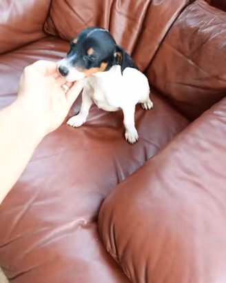 Jack Russell nani a zampa corta