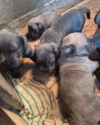 Cuccioli cane corso