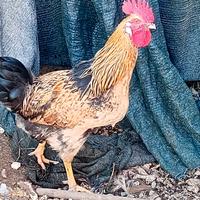 Gallo araucana