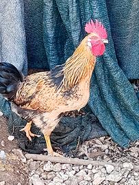 Gallo araucana