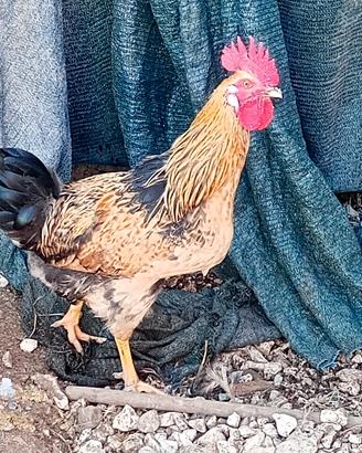Gallo araucana