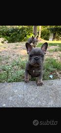 Cuccioli bulldog francese