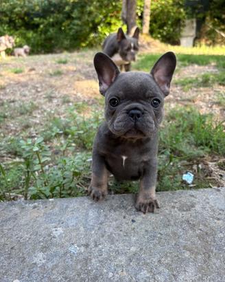 Cuccioli bulldog francese