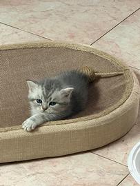 Scottish Fold