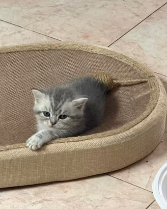 Scottish Fold