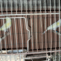 Canarini Gialli e Gialli Mosaico