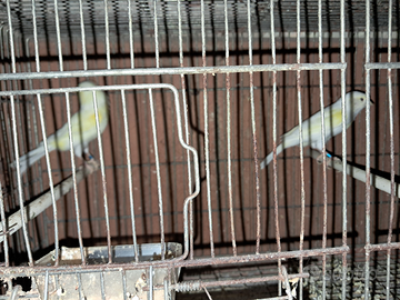 Canarini Gialli e Gialli Mosaico