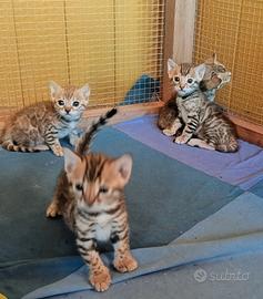Gattini Bengalese