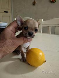 Chihuahua da Compagnia Toy