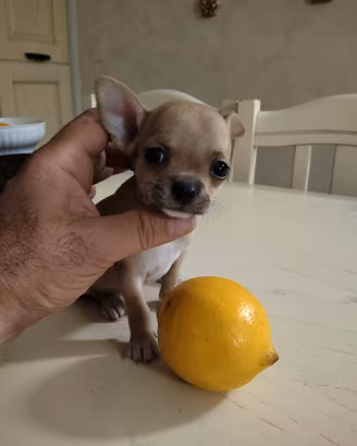 Chihuahua da Compagnia Toy