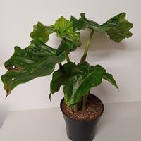 Alocasia Portodora  4 in 1