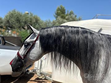 Cavallo PRE dressage 2020 1,70 stallone approvato