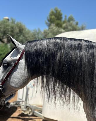 Cavallo PRE dressage 2020 1,70 stallone approvato
