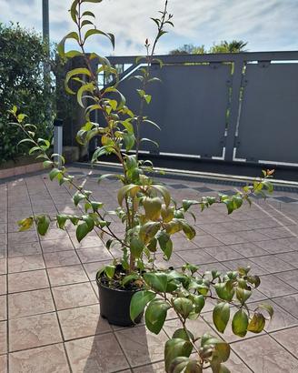 Ligustro cm 90