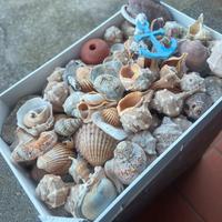 Cassetta Conchiglie