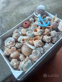 Cassetta Conchiglie