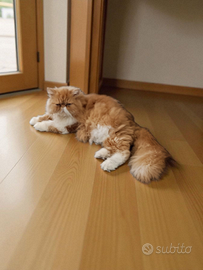 Gatto persiano