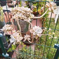 vaso da appendere con pianta grassa