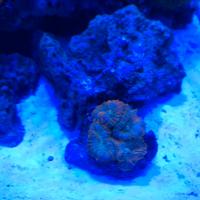 Coralli Acquario marino