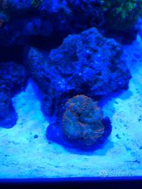 Coralli Acquario marino