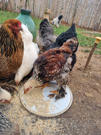 Galline, galli, pulcinotti di brahma