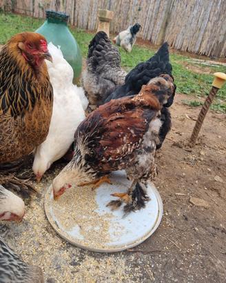Galline, galli, pulcinotti di brahma