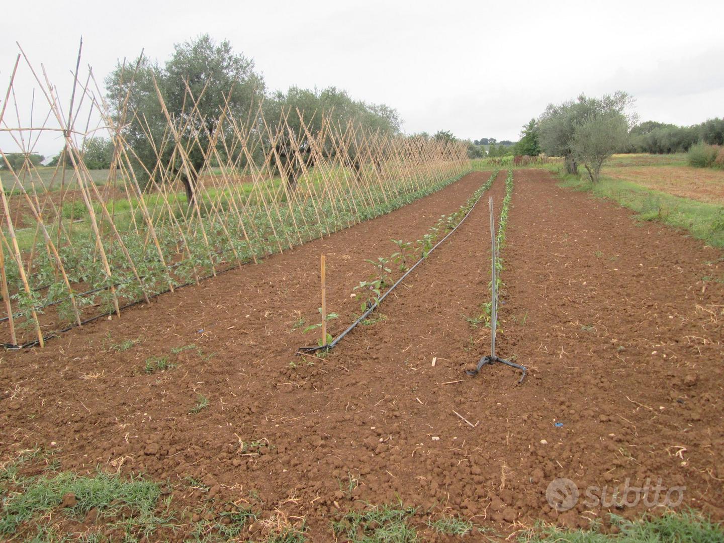 Rif. 217b terreno a collecorvino - Altro