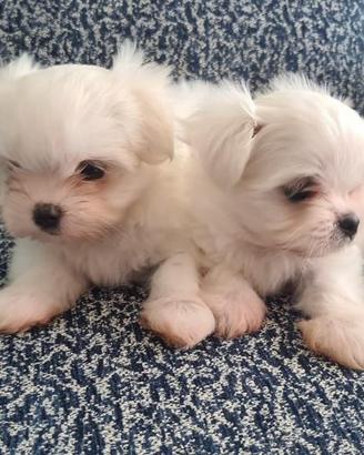 Maltese Toy