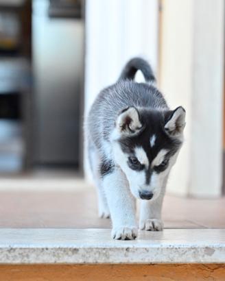 Siberian Husky