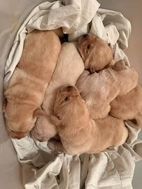 Labrador cuccioli