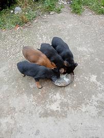 Si accettano cibo e donazioni per cucciolata
