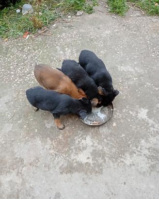 Si accettano cibo e donazioni per cucciolata