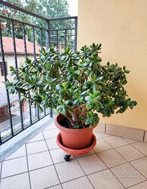 Grande Albero di Giada (Crassula Ovata) diam.70 cm