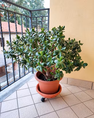 Grande Albero di Giada (Crassula Ovata) diam.70 cm