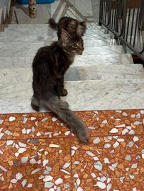 Cuccioli maschi Maine coon taglia grande