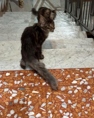 Cuccioli maschi Maine coon taglia grande