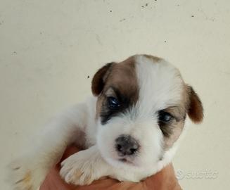 jack Russell 