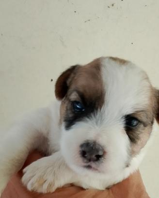 jack Russell 