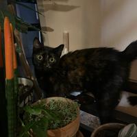 Gattini in attesa di una casa