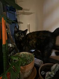 Gattini in attesa di una casa