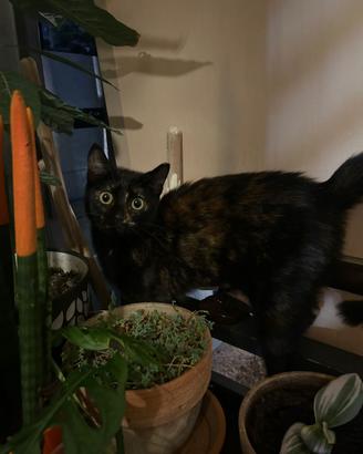 Gattini in attesa di una casa