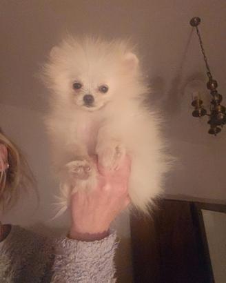 Spitz di pomerania