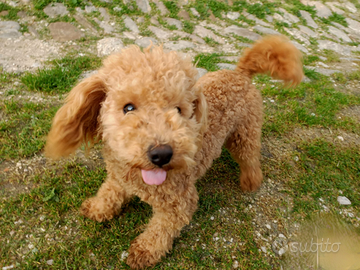 Barboncino toy red o champagne bicolore albicocca