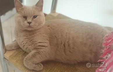 Gatti British Shortaire 2 e 3 anni