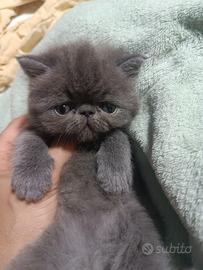 Cucciole exotic shorthair