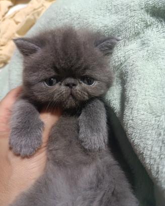 Cucciole exotic shorthair