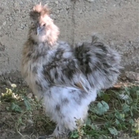 Gallo